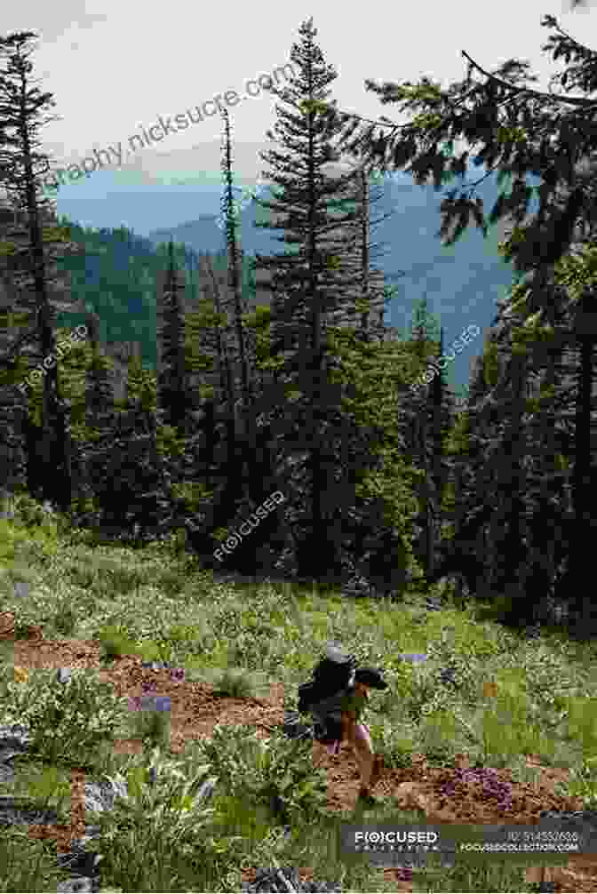 A Backpacker Hiking Along A Trail Surrounded By Wildflowers Backpacking: Washington: Overnight And Multiday Routes