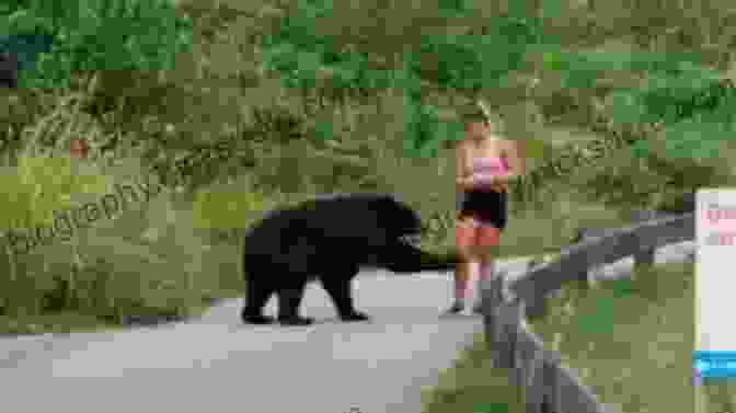 A Black Bear Cautiously Approaches A Hiker On The Appalachian Trail. Nature Of The Appalachian Trail: Your Guide To Wildlife Plants And Geology