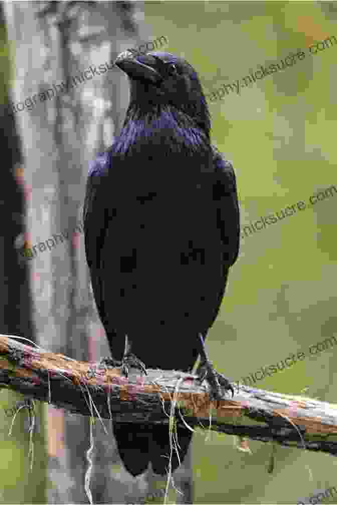 A Black Crow Perched On A Branch Gifts Of The Crow: How Perception Emotion And Thought Allow Smart Birds To Behave Like Humans