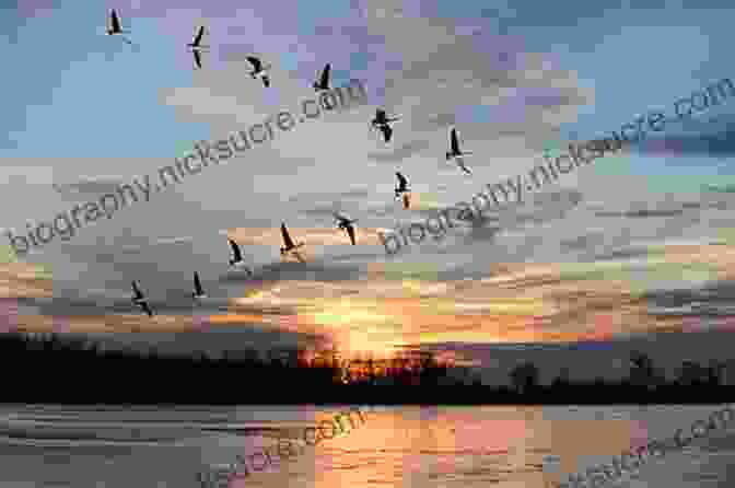 A Flock Of Geese Flying In Formation Over A Lake At Sunset The Way Of The Wild Goose: Three Pilgrimages Following Geese Stars And Hunches On The Camino De Santiago In France And Spain
