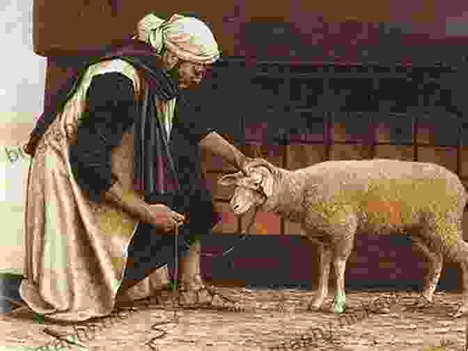 A Lamb Being Sacrificed During The Passover Feast Messiah In The Feasts Of Israel