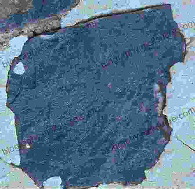 A Smooth Surface Of Limestone, Its Fine Grained Texture And Fossilized Remains Hinting At Its Marine Origins Michigan Rocks Minerals: A Field Guide To The Great Lake State (Rocks Minerals Identification Guides)