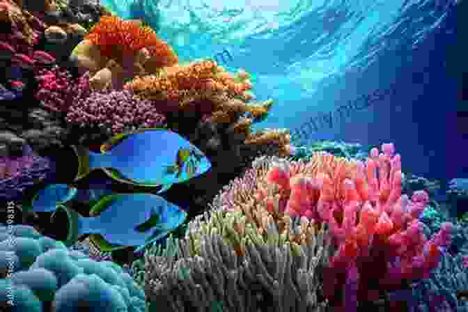 A Stunning Photograph Of The Great Barrier Reef, Showcasing Its Vibrant Coral And Marine Life Collins Student Atlas (Collins Student Atlas)