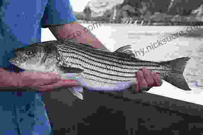Anglers Fishing For Striped Bass From A Boat Maine To Montauk: A Striped Bass Journey 1950 To 2024
