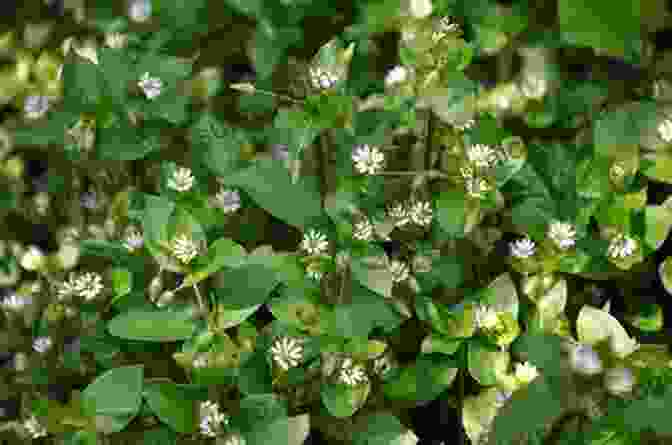 Chickweed Plant With Delicate, Star Shaped Flowers And Trailing Stems Southeast Foraging: 120 Wild And Flavorful Edibles From Angelica To Wild Plums (Regional Foraging Series)