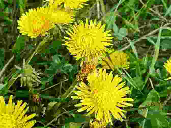Dandelion Plant With A Rosette Of Jagged Leaves And A Yellow Flower Head Southeast Foraging: 120 Wild And Flavorful Edibles From Angelica To Wild Plums (Regional Foraging Series)