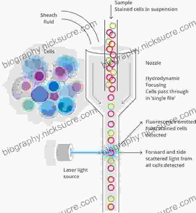 Diagram Of A Flow Cytometer Showing The Steps Involved In Cell Analysis. Ace My Path: Flow Cytometry