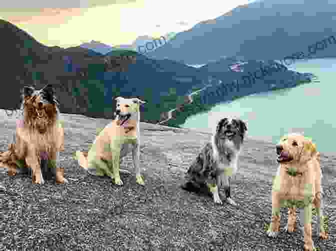 Dogs On A Hike To The Beautiful Rainbow Lakes Best Dog Hikes Colorado Emma Walker