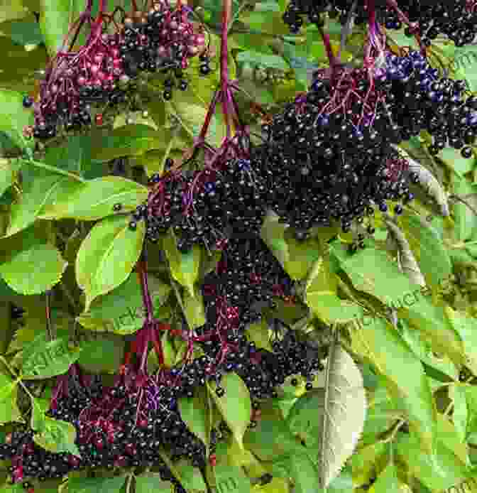 Elderberry Bush With Clusters Of Ripe, Black Berries Southeast Foraging: 120 Wild And Flavorful Edibles From Angelica To Wild Plums (Regional Foraging Series)
