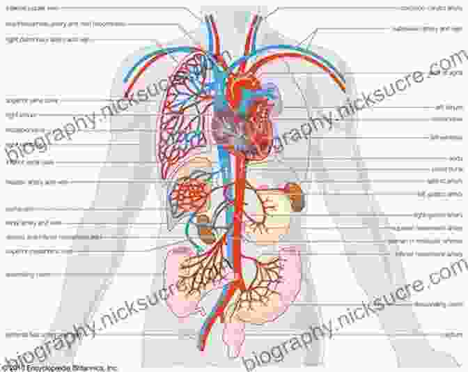 Image Of The Human Circulatory System, As Mentioned In The Bible Scientific Facts In The Bible: 100 Reasons To Believe The Bible Is Supernatural In Origin (Hidden Wealth 1)
