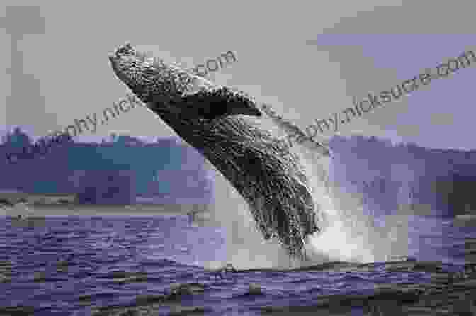 Majestic Humpback Whale Breaching The Surface Of Monterey Bay, Captured Through A Window At The Monterey Bay Aquarium Alta California: From San Diego To San Francisco A Journey On Foot To Rediscover The Golden State
