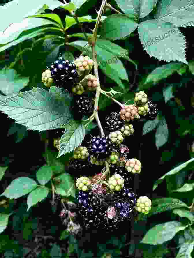 Thorny Blackberry Bush With Clusters Of Ripe, Black Berries Southeast Foraging: 120 Wild And Flavorful Edibles From Angelica To Wild Plums (Regional Foraging Series)